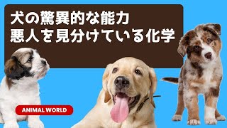 犬の驚異的な能力どのように悪人を見分けているのか？