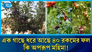 স্রষ্টার অপরূপ মহিমা, এক গাছে ধরে আছে ৪০ রকমের ফল | Tree | Rtv News