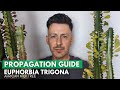 Euphorbia Trigona (African Milk Tree) Propagation + Updates