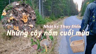 Đi hái những cây nấm cuối mùa