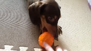 ミニチュアダックスフンド いきなり興味をなくす犬 Miniature dachshund dog suddenly to eliminate the interest『ミニチュアダックス3姉妹物語』