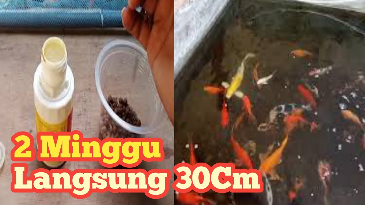 Vitamin Untuk Ikan Koi Agar Cepat Besar || Cara Memberi Pakan Ikan Koi ...