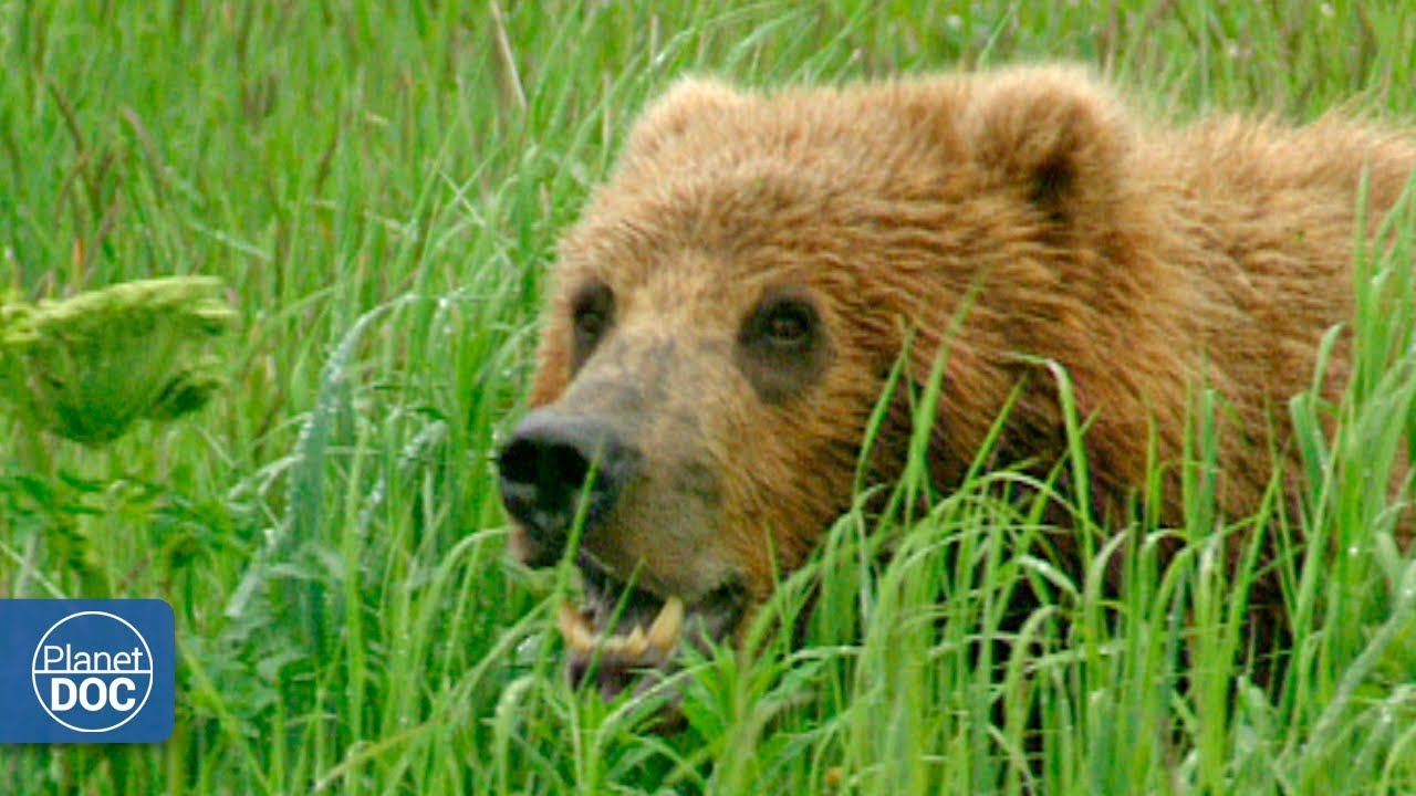 Wild Alaska Full Documentary Youtube