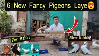 Silver Mukhi Bhi Agaye! 😍🕊️ 6 New Fancy Pigeons|| Karlo Shoq 🥵