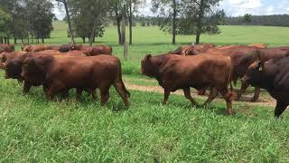 150 Red Brangus Bulls