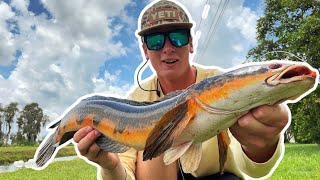 THE MOST UNDERRATED FISH IN FLORIDA!! (Sight fishing Action🐸)