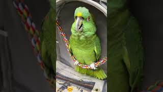 A parrot that can sing #funny #babyparrotកូនសេក #funnyanimal #pets #funnyvideo