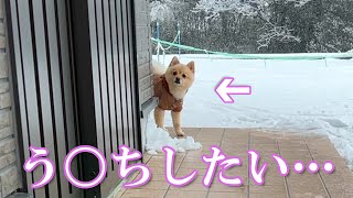 突然の大雪に大パニックになるポメラニアンのポメくん