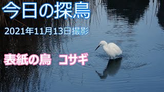 今日の探鳥・2021年11月13日撮影