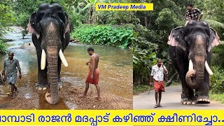 Pampady Rajan മദപ്പാട് കഴിഞ്ഞ് ക്ഷീണിച്ചോ..?@VMPRADEEP#keralaelephant#keralatourism#elephant