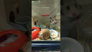 Hamster じゃれじゃれTime🐹じゃれ合うのって楽しいね🐹ハムスターぼんちゃんの子