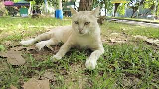 Two tomcats mogging who is the most handsome feline on the block.