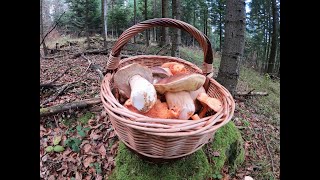 grzyby 2020 W listopadzie wciąż rosną borowiki mushrooms грибы fungi Beskid Niski