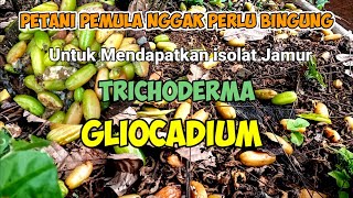 Cara Mudah Mendapatkan Isolat Trichoderma dan Gliocadium