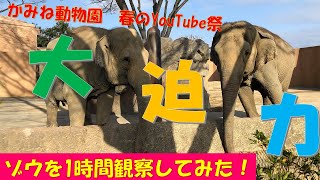 【かみね動物園春のYouTube祭】動物を1時間観察してみた！〜アジアゾウ編〜