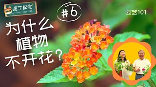 【园艺101】园艺教室#6：为什么植物不开花？