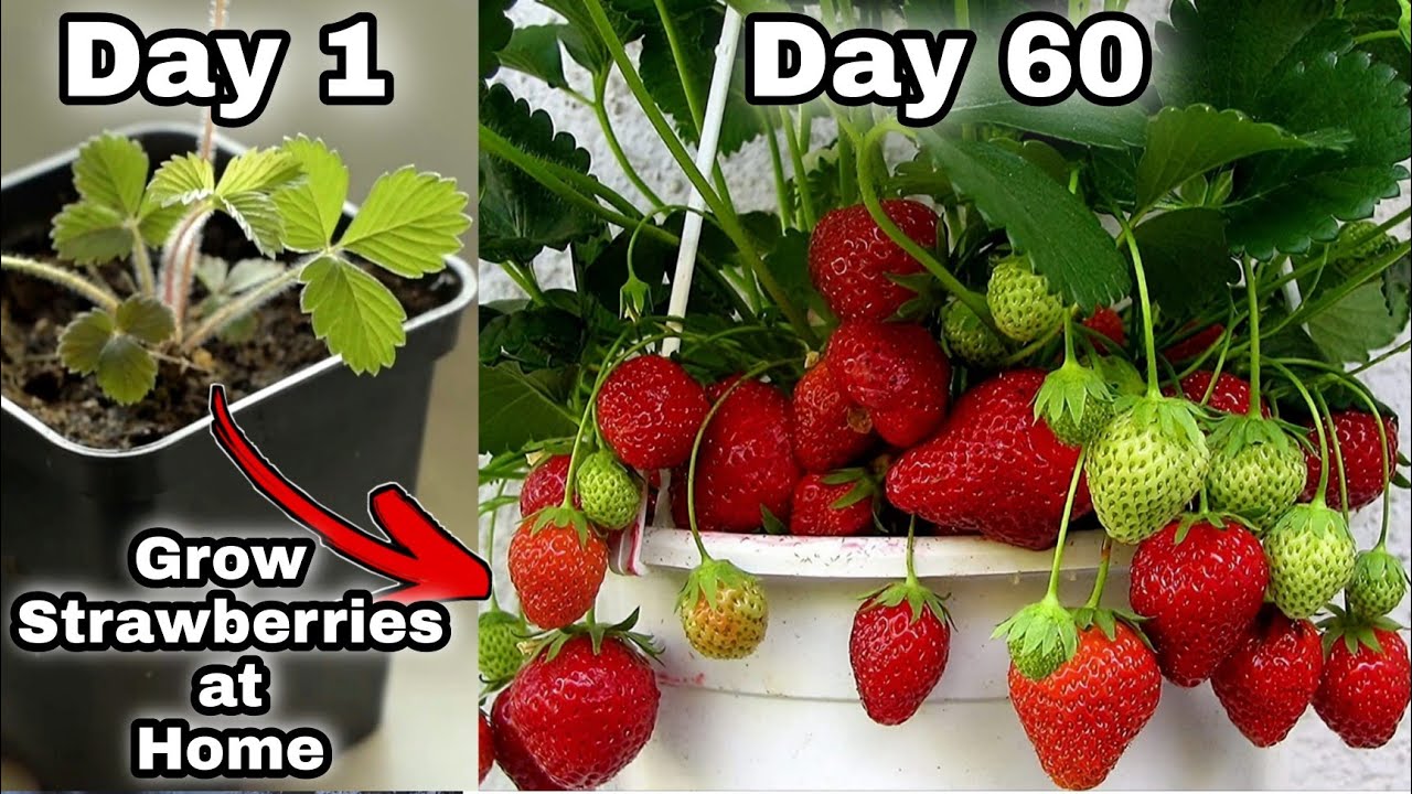 Easy 3 Methods Grow Strawberries At Home | How To Grow Strawberry Plant ...