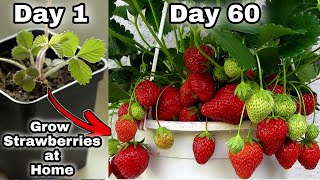 Easy 3 Methods Grow Strawberries at Home | How to grow strawberry plant