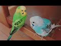 5分で寝ちまおー鳥動画　セキセイインコのぴーちゃん u0026りんちゃん　 睡眠