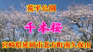 千本桜　荒平公園　宮崎県延岡市北方町南久保山