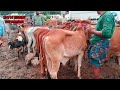 കന്നുകാലി ചന്തകളിൽ no 1 kerala cattle market tech and vlogs