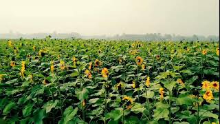 Pabna Tebunia sunflower 🌻🌻🌻 Garden