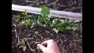 Lambsquarters - A nutritious weed