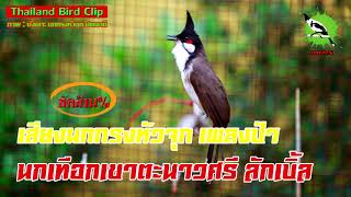 เสียงนกกรงหัวจุกเพลงป่า นกเทือกเขาตะนาวศรี ลักเบิ้ล (Thailand Bird Clip) นายนกกรง Chào Mào Thái Lan