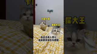 【陳禿禿的一家】人不可貌相，貓也是…#邦啊 #Shorts