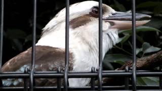 Cry of Laughing kookaburra.ワライカワセミの鳴き声。