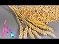 Kris TV: Health benefits of wheat