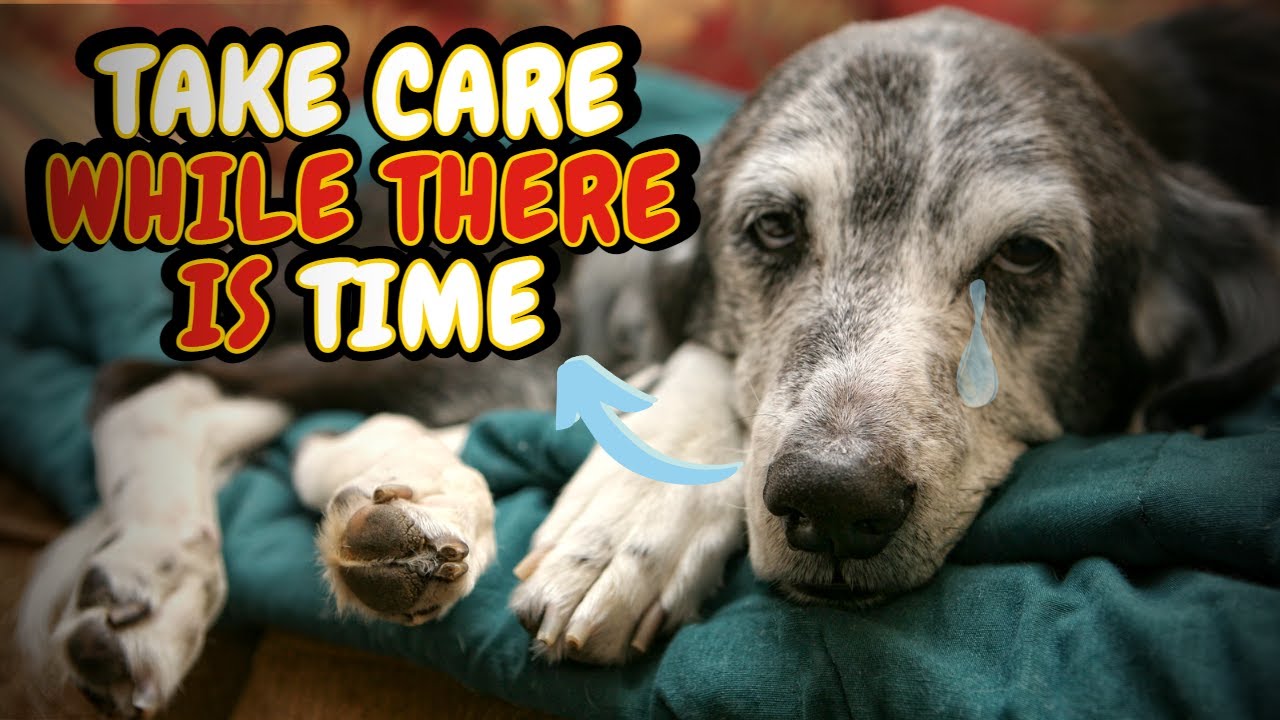 Caring For Elderly Dogs 7 Essential Tips Housepetscare