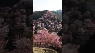 吉野山の桜吹雪① 2021.4.2(金)