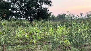 Intercropping of Corn and Pigeon Pea!!