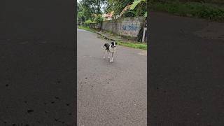 Enne viral aakho #dog