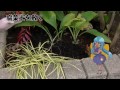 エビネの庭植え