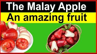 Health benefits of the Malay Apple fruit