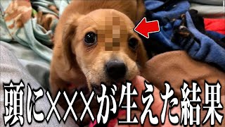 【衝撃】実在する動物ランキングがツッコミどころ満載だったwwwwww傑作選#17【なろ屋】【ツッコミ】