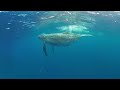 360vr wait. the humpback whales reappears.