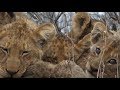 SafariLive-  Home alone for the 9 Nkuhuma lion cubbies! +Bonus.