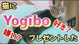 We bought a Yogibo for my cats and their reaction was so funny.