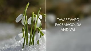 Pacsmagolda hóvirág