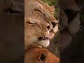 Hakuna Matata! 🦁
