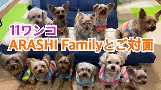 ARASHI Familyがやってきた！　Part1　#多頭飼い