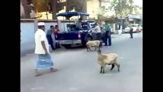 হাসির ভিডিও। ভেড়ার ভয়ে পালালেন পুলিশ। না দেখলে মিস করবেন।