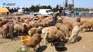 Qurbanlıq heyvanların qiyməti neçəyədir?