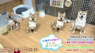 柴犬なつ！子育て生配信【生後131日】毎日元気でパワフルな子犬たち！