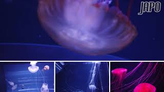 [Travel] Jelly Fish in Sumida aquarium