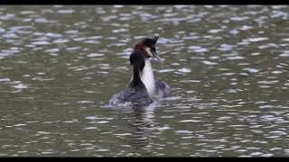 Great crested grebe \