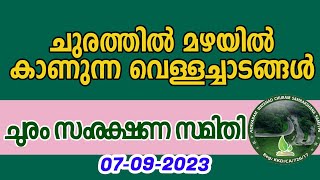 ചുരത്തിലെ മഴയിൽ കണ്ടു വരുന്ന വെള്ളച്ചാട്ടങ്ങൾ